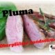 Pluma vom Oberpfälzer Landschwein 4